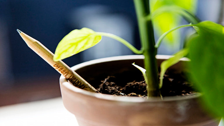 Zasadi drvenu olovku, i narašće nova biljka!
