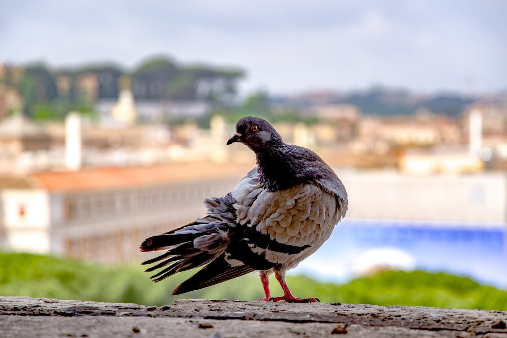 Kako da oterate golubove sa terase jednom i zauvek